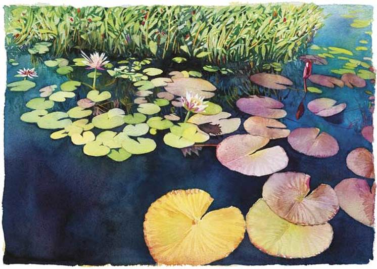 watercolor of water Lillies